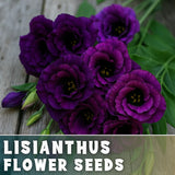 Blackcurrant Lisianthus Seeds - 100 Seeds Garden Bloom Flower Seed Non Gmo Garden Plants