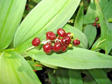 15 FALSE SOLOMONS SEAL SEEDS - Maianthemum racemosum Garden Plants