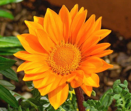 GAZANIA GARDEN LEADER ORANGE Gazania Rigens - 200 Bulk Seeds Garden Plants