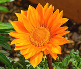 GAZANIA GARDEN LEADER ORANGE Gazania Rigens - 200 Bulk Seeds Garden Plants