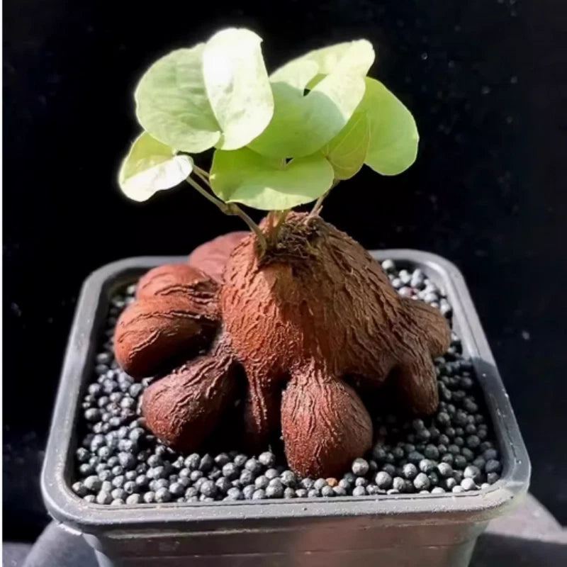 2PCS 4-6cm Succulent cactus plant Dioscorea elephantipes Home Garden Plant Garden Plants