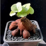 2PCS 4-6cm Succulent cactus plant Dioscorea elephantipes Home Garden Plant Garden Plants