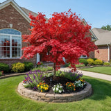 50 Red Maple Tree Seeds Ð Hardy Ornamental Tree for Home Garden Planting Garden Plants