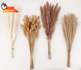 Dried Pampas Grass Decor, 100 Stems Pampas Grass Contains Bunny Dried Flowers Pampas Grass