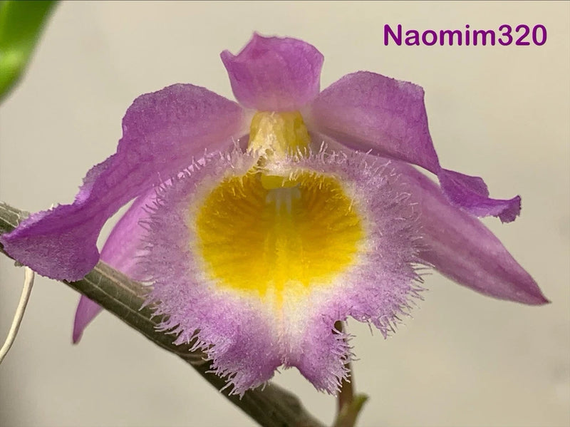 Purple orchid bloom with yellow center on green stem