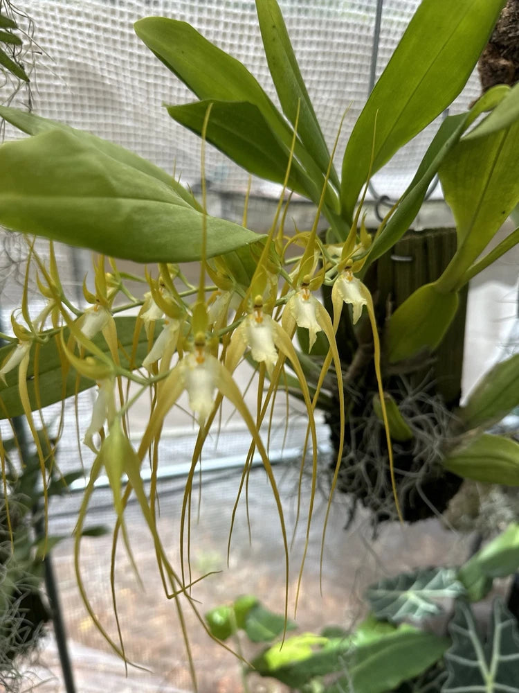 Green orchid plant with drooping pale yellow and white blooms and long roots