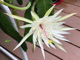 3 Epiphyllum Orchid Cactus Night Blooming Cereus Hookeri Strictum cuttings Orchids