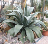 Green Giant AGAVE SALMIANA rare succulent pulque plant garden aloe seed 15 SEEDS Garden Plants
