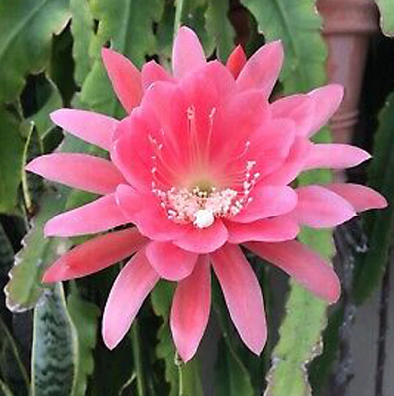 Orchid Cactus Plant  12" long Orchids