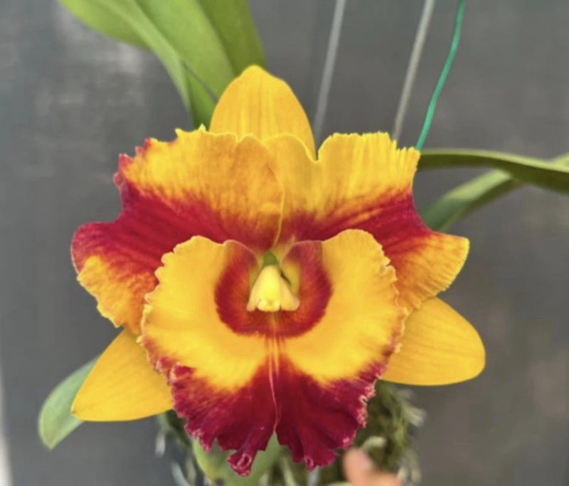 Orchid flower with yellow petals and deep red center, close-up view