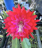 KIWI RED DRAGON Epiphyllum Orchid Cactus Succulents Orchids
