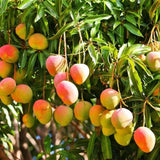 Grafted Mango (Mangifera ) Alphonso Live Fruit Tree (1-2 ft) Indica Green Plant