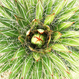 RARE AGAVE FILIFERA succulent thread leaf plant seed exotic garden aloe 50 SEEDS Garden Plants