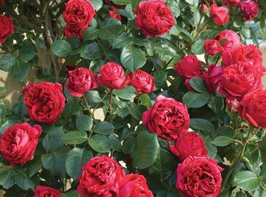 Red climbing rose plant with dense clusters of double rosette blooms
