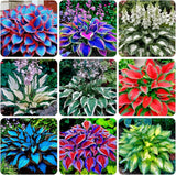200+ Mixed HOSTA SEEDS Ð PERENNIAL OUTDOOR SHADE GARDEN PLANTING SEEDS Lily