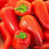 30 PIMENTO / PIMIENTO SWEET PEPPER SEEDS FRESH FOR GARDENS Garden Plants