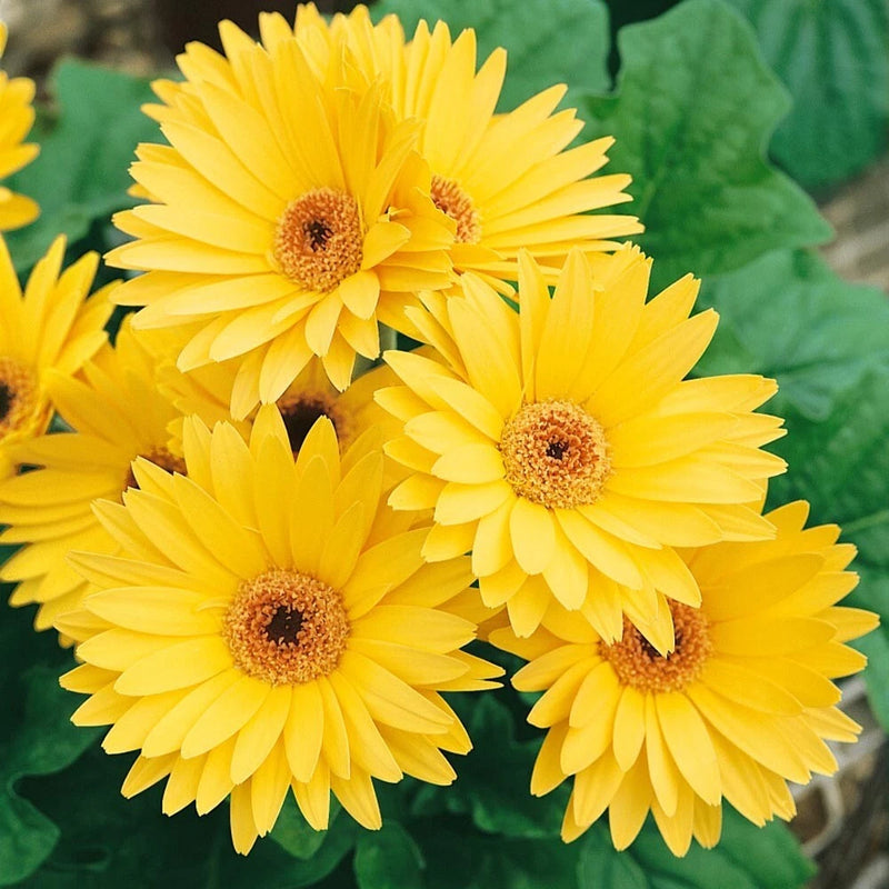 200+ Yellow Gerbera Daisy Seeds for Garden Planting - USA - FREE SHIPPING! Garden Plants
