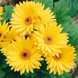 200+ Yellow Gerbera Daisy Seeds for Garden Planting - USA - FREE SHIPPING! Garden Plants