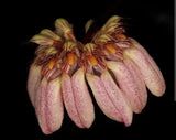 Huge Bulbophyllum Roxburghii Orchid Live Houseplant Pink flowers Plant Orchids