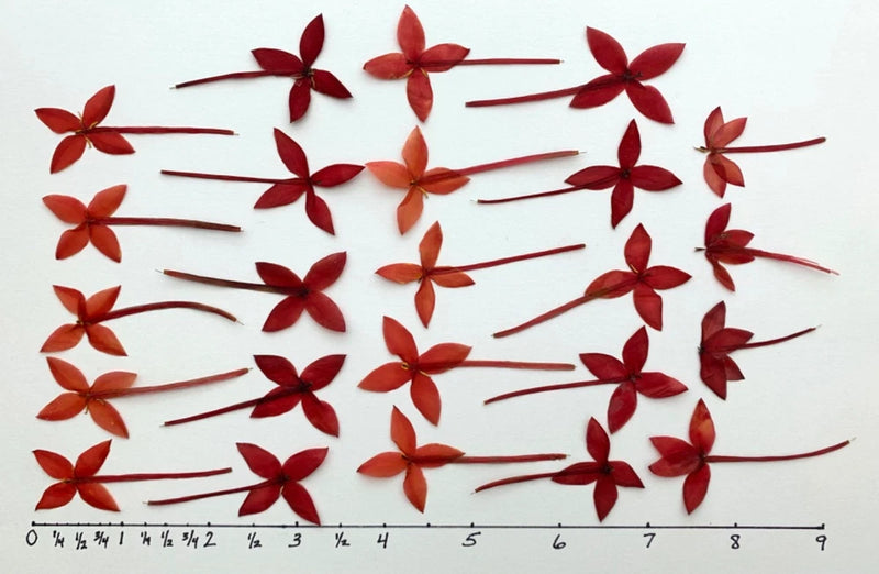 Set of pressed red ixora flowers, assorted small blooms for cards and crafts