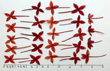 24 pc Ixora natural pressed red flowers for cards art/crafts candles resin US #C Dried Flower