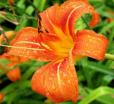 50 Orange Daylily Plants - Ditch/Tawny Day Lily Flowers - Medium Roots, Bareroot Orchids