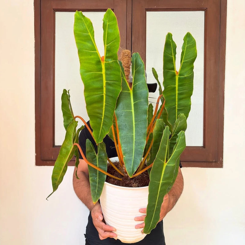 Philodendron Billietiae Green Beauty Super Big Size Real Picture Green Plant