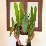 Philodendron Billietiae Green Beauty Super Big Size Real Picture Green Plant