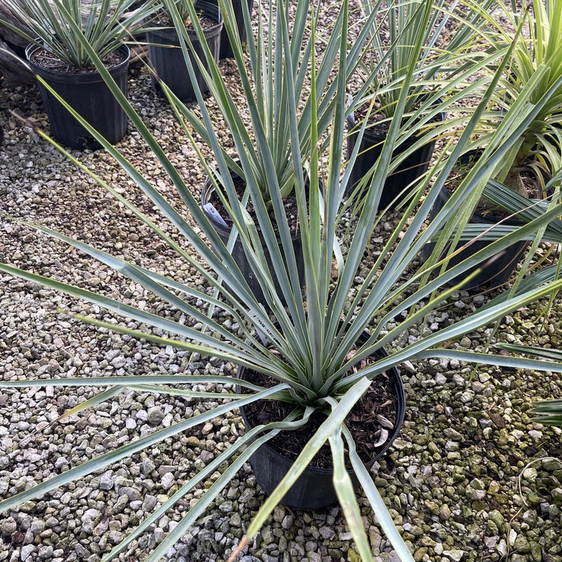 Blue-green yucca rigida plant with spiky leaves in a black nursery pot