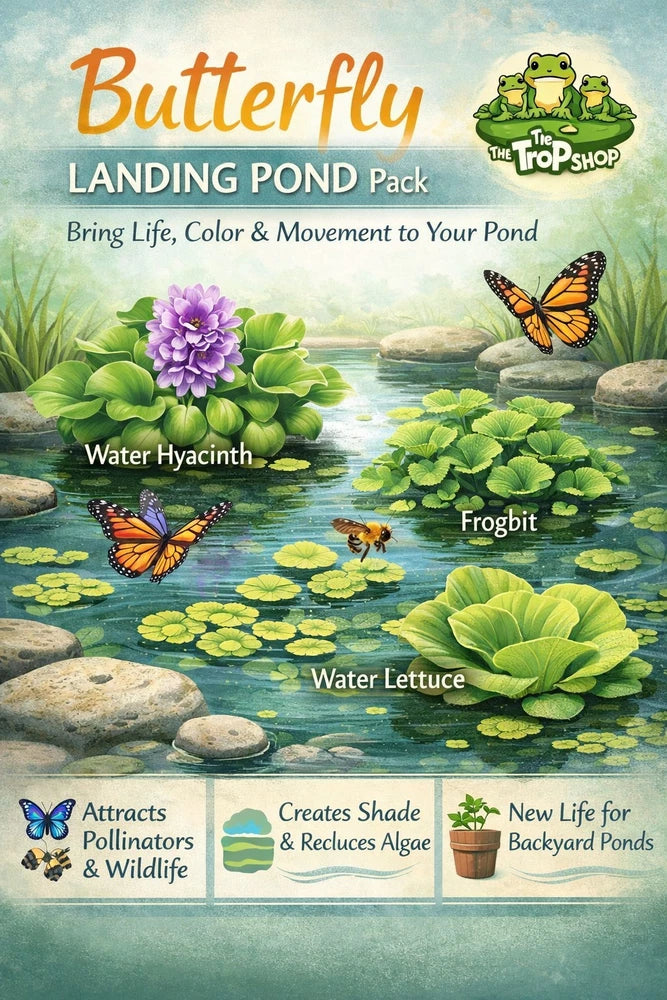 Butterfly Pond Plant Pack | Water Hyacinth, Frogbit & Water Lettuce | Floating P Flowering Plants