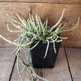 D4482 EUPHORBIA DEBILISPINA pot12-H32-W27 cm MaMa Cactus Green Plant