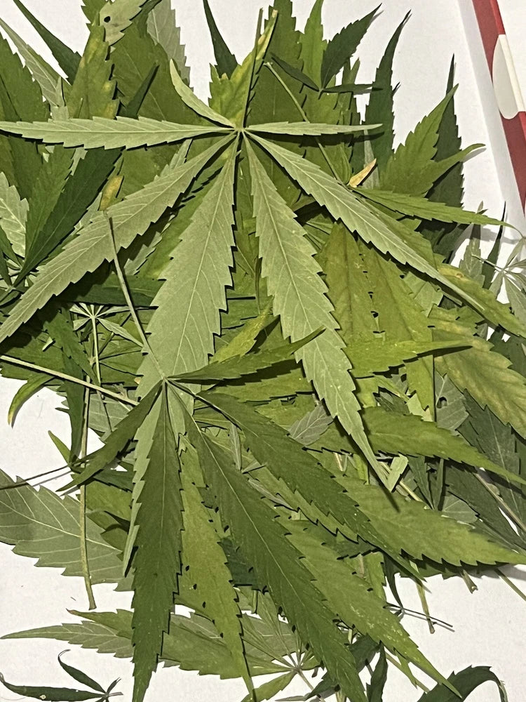 Dried pressed hemp leaves, green botanical craft leaves for DIY art