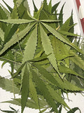 100 Dried Pressed Hemp Leaves THC-Free Botanical Art Supplies Craft DIY Leaf Dried Flower