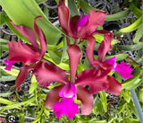 Huge Laeliocattleya Eduardo Andrade Fragrant Live Blooming size Orchid plant Orchids