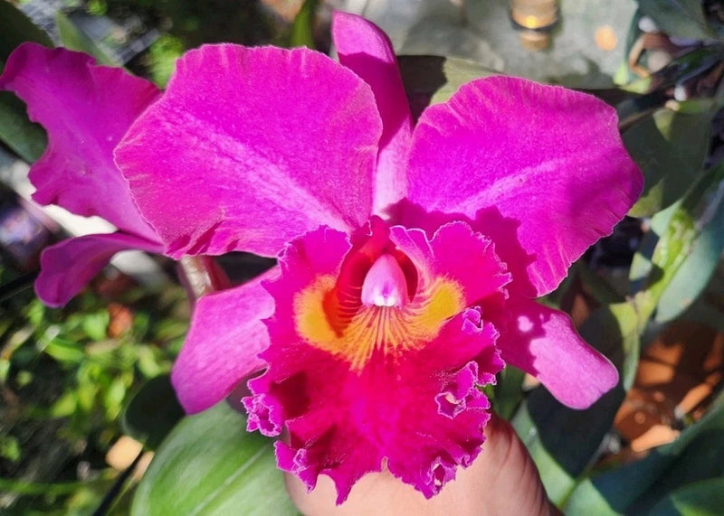 (Rlc Bryce Canyon X Chian-Tzy Emperor) X Regal Red 'Paradise' 6" Pot FLSO Cross Orchids