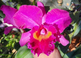 (Rlc Bryce Canyon X Chian-Tzy Emperor) X Regal Red 'Paradise' 6" Pot FLSO Cross Orchids
