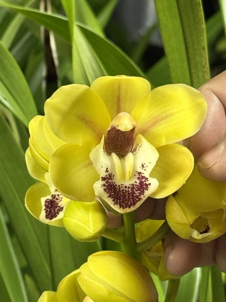 Yellow cymbidium orchid with spotted center, held by a hand