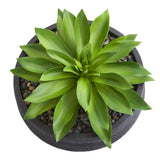 Natural Large Succulent faux Plant In Decorative Bowl Decor Green Plant