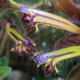Rare, unusual Columnea brenneri! - Beautiful Gesneriad  - Seeds Orchids