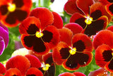 50 RED & BROWN PANSY VIOLA Violet Flower Seeds *Flat S/H Flowering Plants