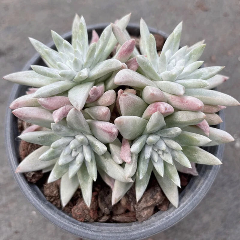 4CM Succulent Plant Dudleya Gnoma (3-4 Heads) Crassulaceae Home Garden Beautiful Garden Plants
