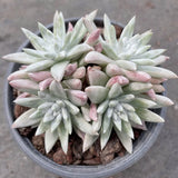 4CM Succulent Plant Dudleya Gnoma (3-4 Heads) Crassulaceae Home Garden Beautiful Garden Plants