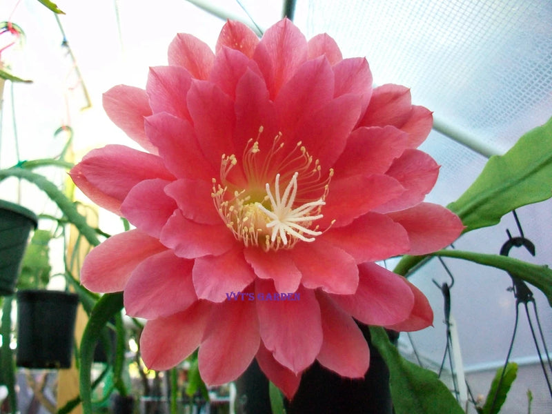 Epiphyllum cutting orchid with large pink cactus flower, green pads, visible stamens