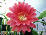 Epiphyllum " KIWI CANDY FLOSS  " Cutting Orchids