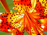 15 TIGER LILY SEEDS / BULBETS - Lilium lancifolium Garden Plants