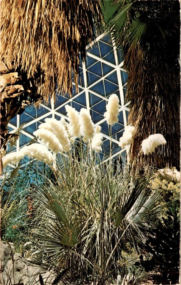 Pampas Grass, Arid Dome, Mitchell Conservatory, Milwaukee, Wisconsin, Postcard Pampas Grass