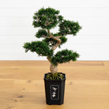 30" Artificial Cedar Bonsai Tree w/517 Lvs in Square Black Vase. Retail $197 Green Plant