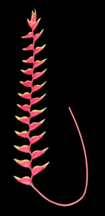 Artificial hanging floral stem with pink lobster-claw blooms