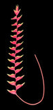 Artificial Hanging Lobster Claw Heliconia tropical stem. Roses