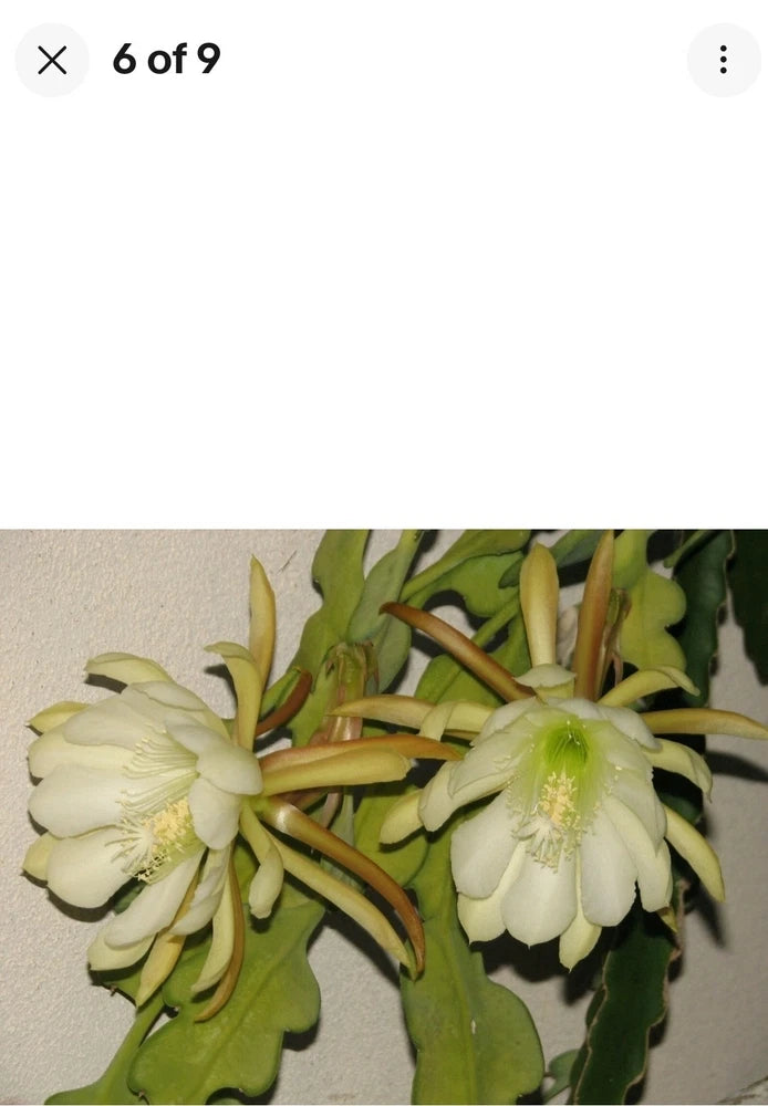 Cream orchid blossoms on green epiphyllum cactus stems with buds